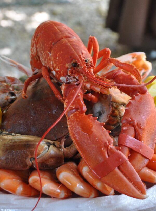 Galicia Gastronómico: Sabores Del Mar Y De La Tierra 2
