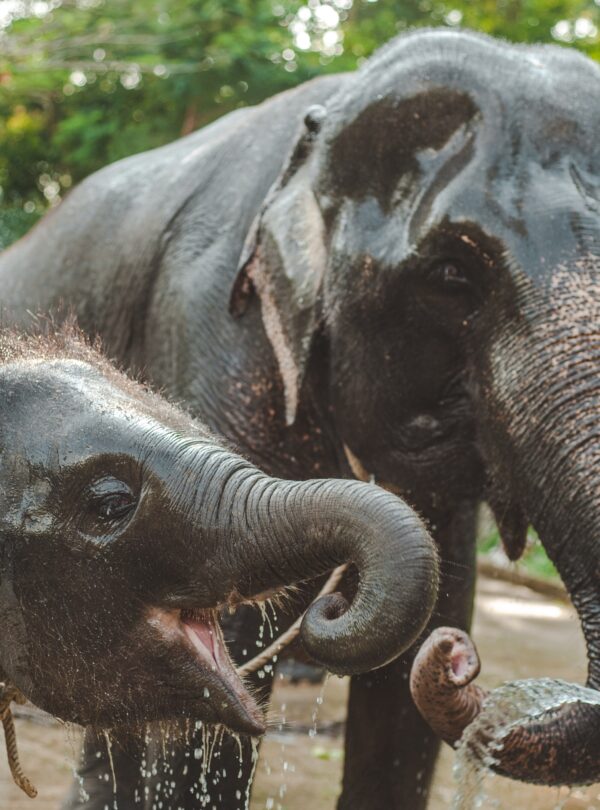 Elefantes Tailandia