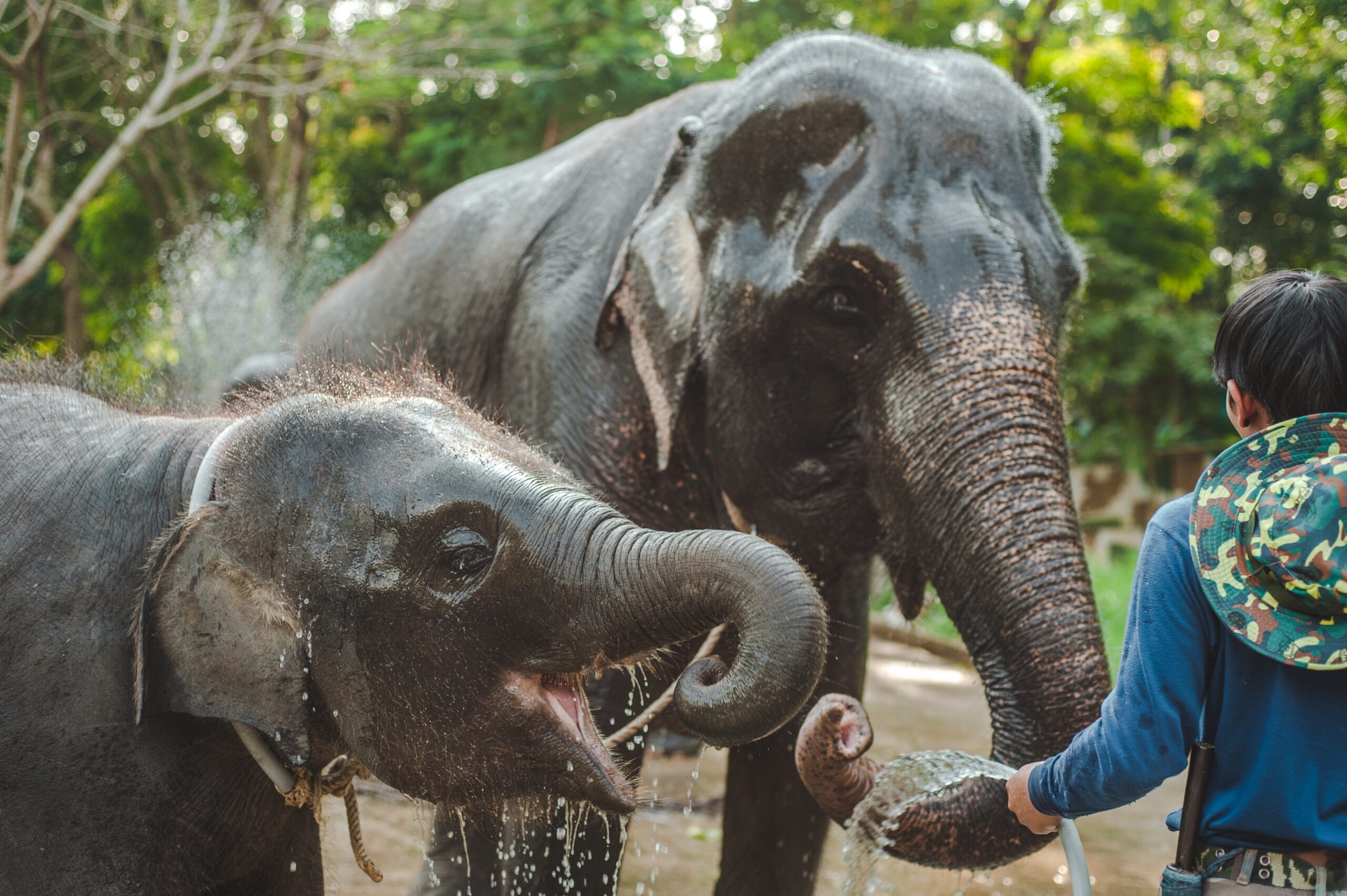 Elefantes Tailandia
